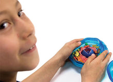 Load image into Gallery viewer, 4-D Science Animal Cell Model